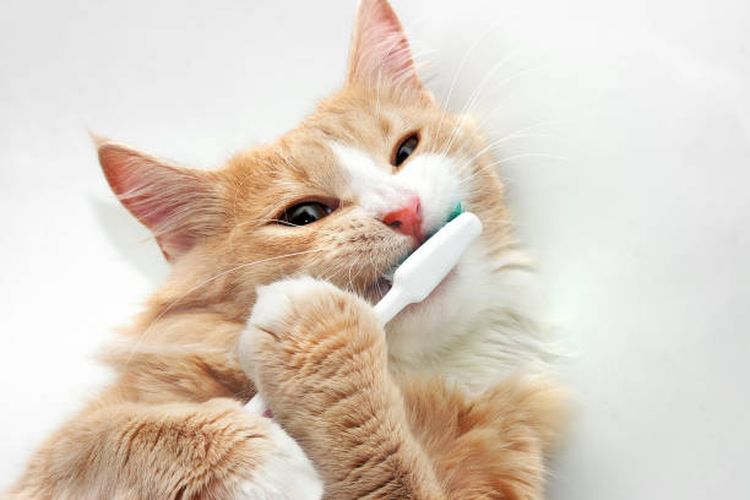Cara mencegah penyakit gusi pada kucing.