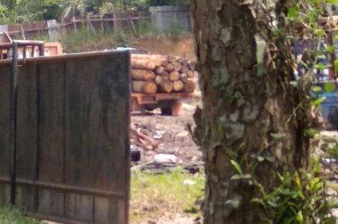 Tak Rela Kampungnya Rusak, Pria Ini Melawan Para Penebang Kayu Sendirian  