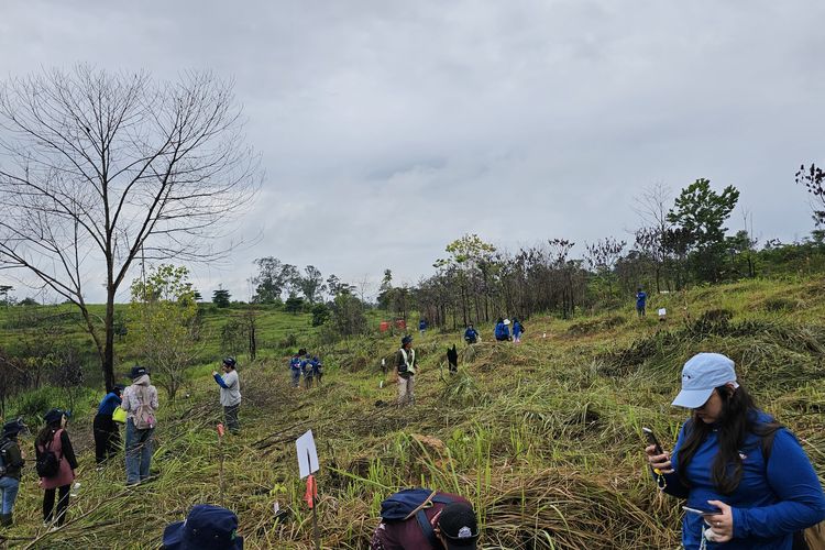 Para penggemar K-pop mengikuti aksi menanam pohon di Hutan Harapan, Jambi, Jumat (9/2/2024).