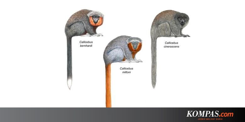 Mengapa Nama Ilmiah Menggunakan Bahasa Latin?