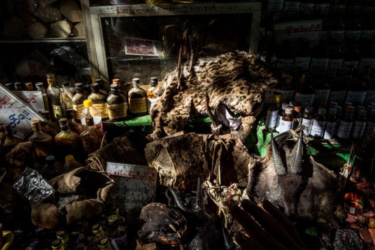 Perdagangan dan konsumsi hewan liar seperti kulit kucing liar yang dijadikan obat tradisional ini diperoleh dari China.
AFP/ROMEO GACAD