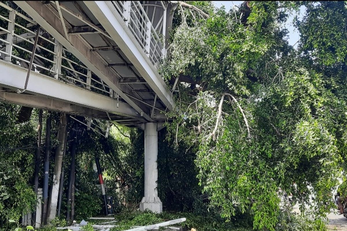 Lurah Bidara Cina Yudhie Hartono mengatakan, setidaknya dua orang menderita luka akibat tumbangnya dua pohon besar di Jalan Otista Raya, Bidara Cina, Jatinegara, Jakarta Timur, Selasa (9/11/2021).