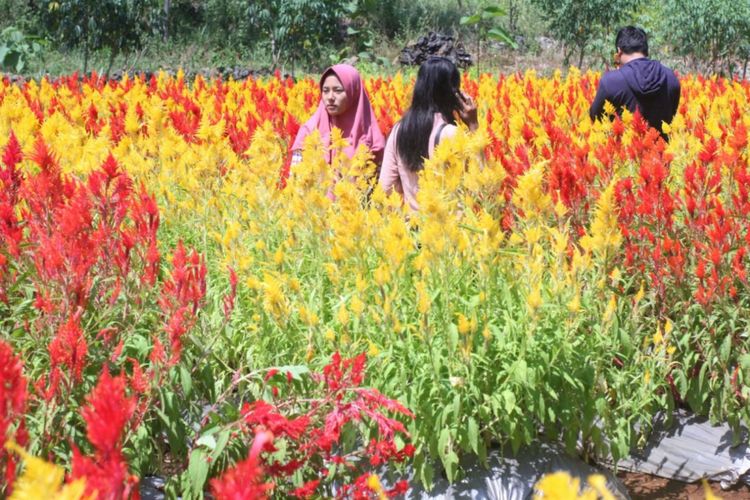 Wisatawan yang berkunjung di kebun Bunga Celoslia di Pesisir Pantai Gunungkidul, DI Yogyakarta.