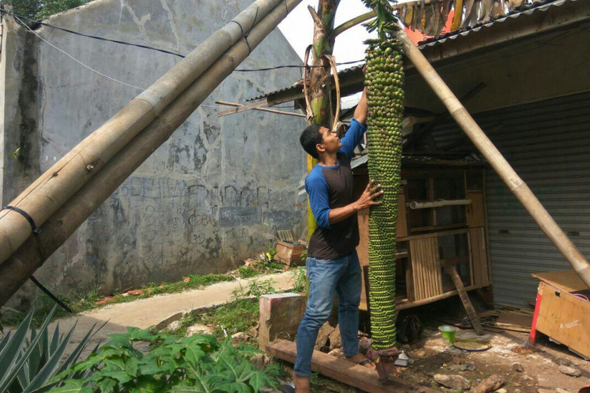 Sayidi sedang menyangga Pohon Pisang Seribu agar tidak menyentuh tanah, Jumat (23/2/2018).