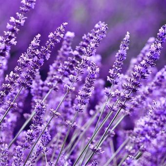 Ilustrasi tanaman lavender.