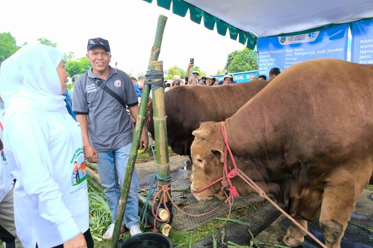 JAWA TIMUR - Gubernur Jawa Timur Khofifah Indar Parawansa melihat proses inseminasi buatan (IB) sapi-sapi dari peternak Jatim dalam puncak gerakan serentak pelayanan IB di City Forest Kabupaten Jember, Senin (24/11/2025).