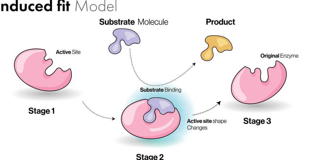 Mekanisme kerja enzim induced fit