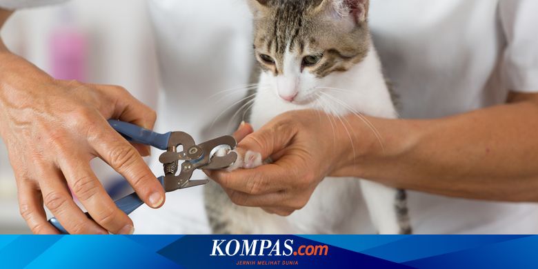 Mencabut Cakar Kucing Sebabkan Nyeri Kronis hingga Perubahan Perilaku