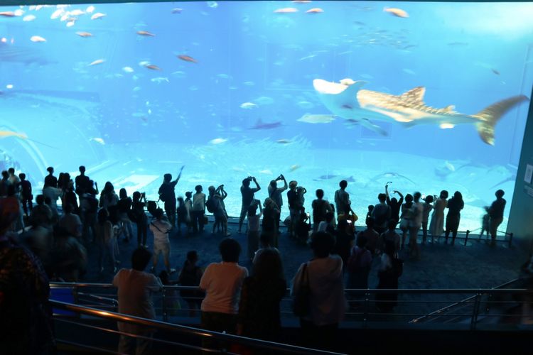 Wisatawan memenuhi giant tank di Okinawa Churaumi Aquarium, salah merupakaAquarium terbesar di Jepang yang berisikan ikan dari Samudera Pasifik dan Laut China Selatan, Sabtu (29/6/2018).