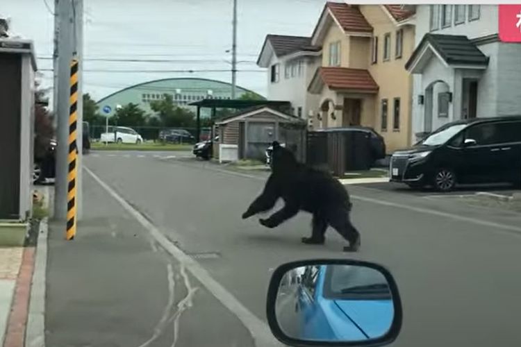 Tangkapan layar dai video beruang coklat mengamuk di kota Sapporo, Jepang, pada Jumat (18/6/2021). Beruang ini akhirnya ditembak mati oleh pemburu.