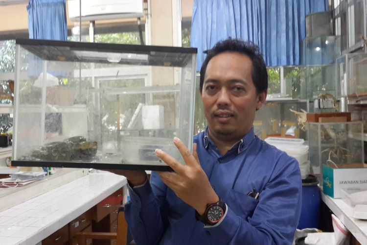 Pakar Herpetofauna dari Universitas Brawijaya, Nia Kurniawan memegang kotak berisi ular piton di salah satu laboratorium di Fakultas Ilmu Pengetahuan Alam Universitas Brawijaya, Kota Malang, Senin (24/6/2019)
