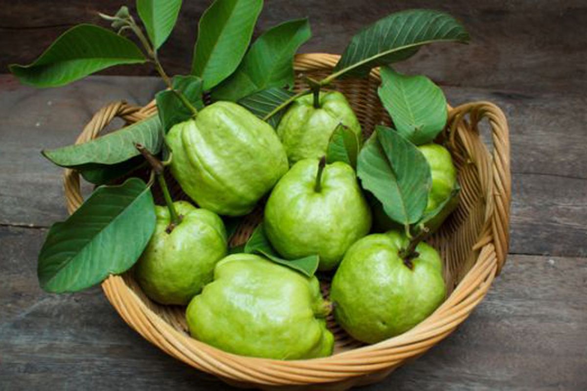 Jambu biji