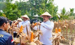 Setahun Kerja Nyata, Kemenimipas Catat Tinta Emas Ketahanan Pangan Nasional