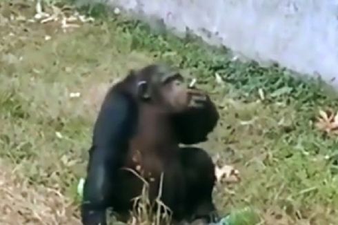 Viral, Simpanse di Kebun Binatang China Isap Rokok yang Dilempar Pengunjung