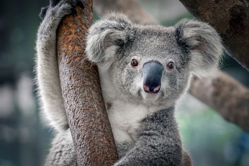Fakta Unik Koala: Sidik Jarinya Mirip Manusia