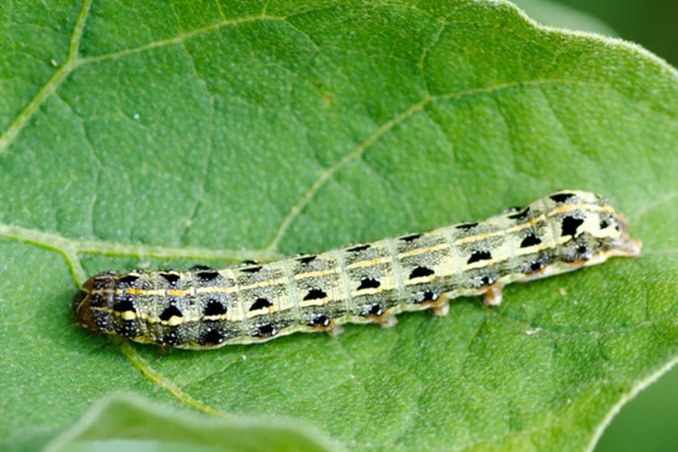 Ilustrasi hama ulat grayak (Spodoptera litura) pada tanaman. 