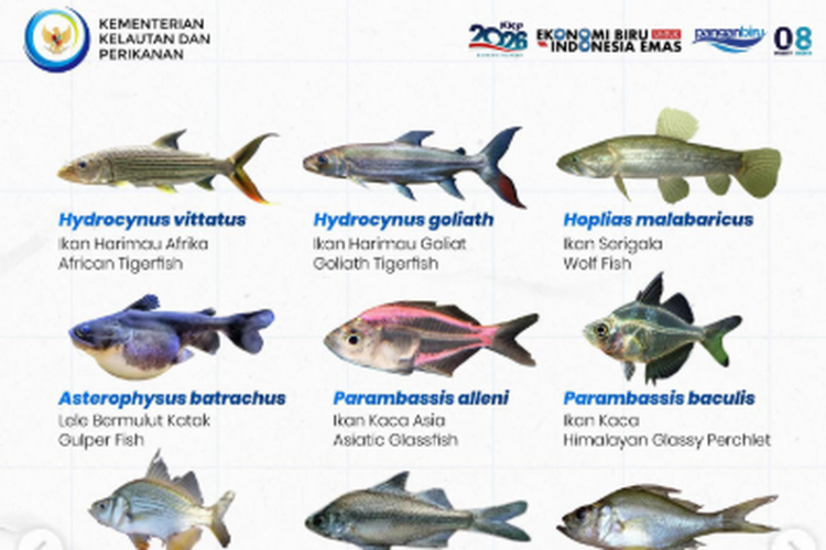 Selain Ikan Sapu-Sapu, Ini Daftar 75 Spesies Ikan yang Dilarang di Indonesia, Apa Saja?