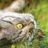 Awas, 6 Jenis Serangga Ini Berbahaya bagi Kucing