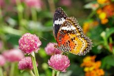 7 Tanaman Bunga yang Dapat Mendatangkan Kupu-kupu di Taman