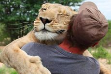 Seekor Singa Selalu Peluk Pria yang Menyelamatkannya