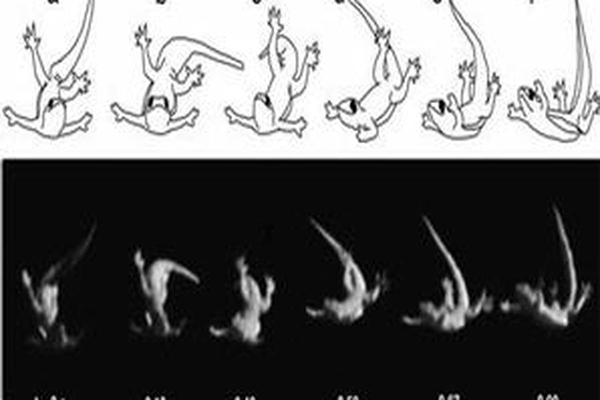 Tokek memanfaatkan ekor untuk melakukan manuver saat jatuh.