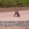 Video Viral Orang Utan Kurus Berjalan di Area Tambang, Ini Kata BKSDA