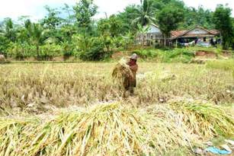 Petani memanen lebih awal padinya karena terendam banjir bandang Cidolog, Sukabumi, Jawa Barat, Kamis (10/11/2016). Banjir bandang melanda di Kecamatan Cidolog pada Rabu (9/11/2016) yang mengakibatkan ratusan bangunan dan lahan pertanian terendam. 