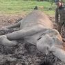 Lagi, Gajah Liar Ditemukan Mati di Kawasan Hutan Way Kambas