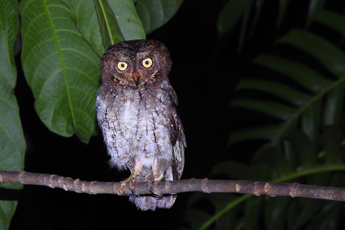 Burung celepuk sulawesi (Otus menadensis) suguhan safari malam di kawasan Hungayono.