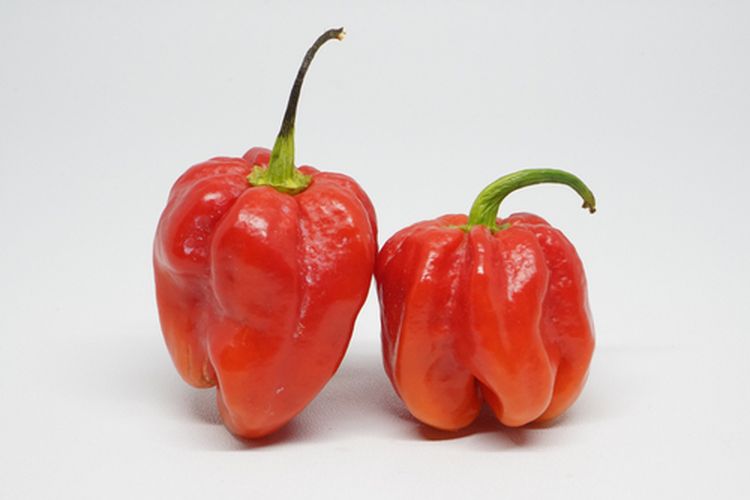 Buah cabai katokkon yang sudah tua