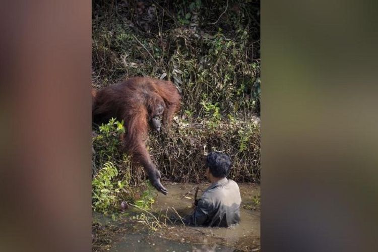 Inilah momen menyentuh ketika seekor orangutan mengulurkan tangan ke arah seorang pria di Borneo. Gambar tersebut diambil pakar geologi sekaligus fotografer amatir asal India, Anil Prabhakar.