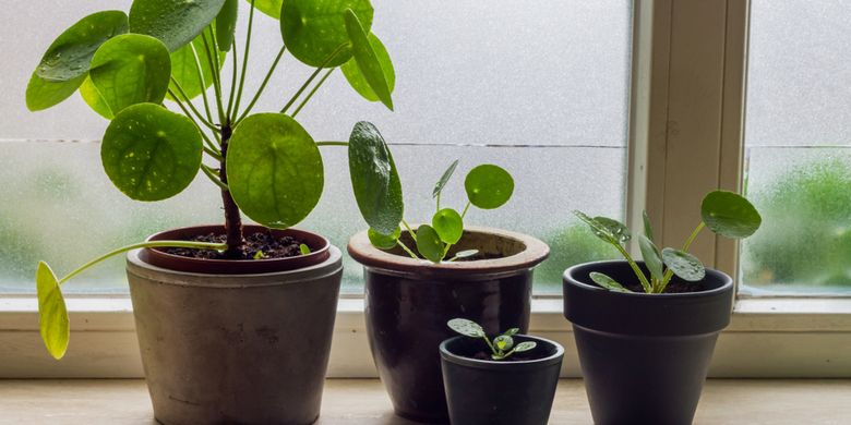 6 Tanaman Hias Yang Melambangkan Keberuntungan Dan Kemakmuran Halaman All Kompas Com