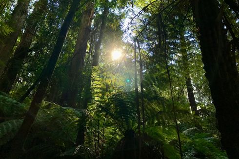 Apa Itu Forest Bathing?