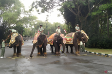 Gajah hingga Ular Piton di Bali Safari Ikut Upacara Bendera HUT RI