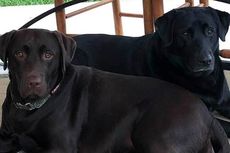 Kisah Dua Anjing Selamatkan Nyawa Pemiliknya yang Terkena Stroke