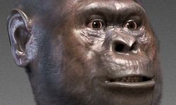 Fosil Baru Ungkap Homo Awal Hidup Bersama Australopithecus di Ethiopia