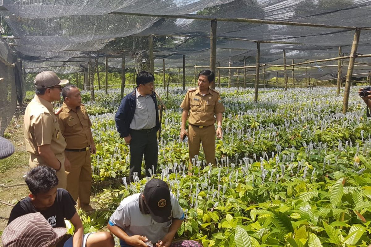 Kementan Bangun Kawasan Kakao Berbasis Korporasi di Kolaka Timur