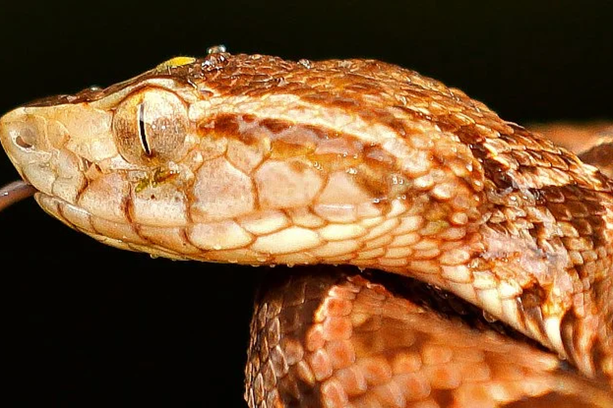 Racun ular Lancehead digunakan sebagai perekat alami untuk mengatasi luka pendarahan
