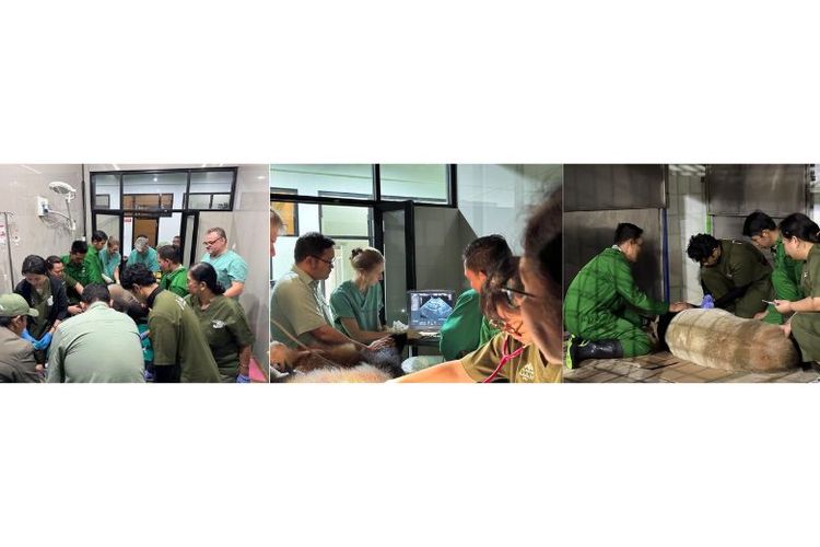 Tim medis Taman Safari Indonesia berkolaborasi dengan Internasional antara IZW-Berlin Group, CCRCGP-China, dan IPB University, menjalankan prosedur inseminasi buatan (artificial insemination) terhadap sepasang panda raksasa Cai Tao dan Hu Chun. 