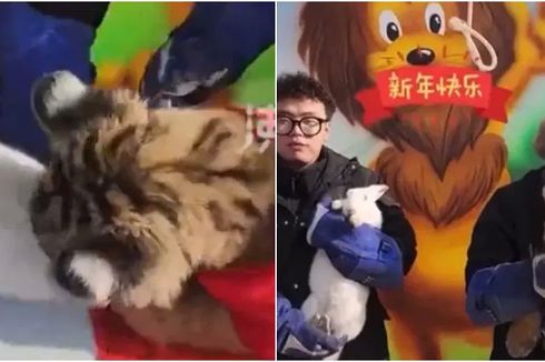 Viral Video Harimau Gigit Kelinci Saat Seremoni Pergantian Shio Tahun Baru Imlek