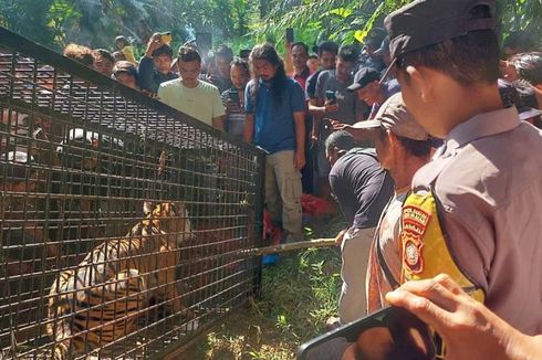 Seekor Harimau Sumatera Masuk Perangkap di Aceh Selatan