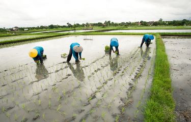 Sejarah Hari Tani Nasional.