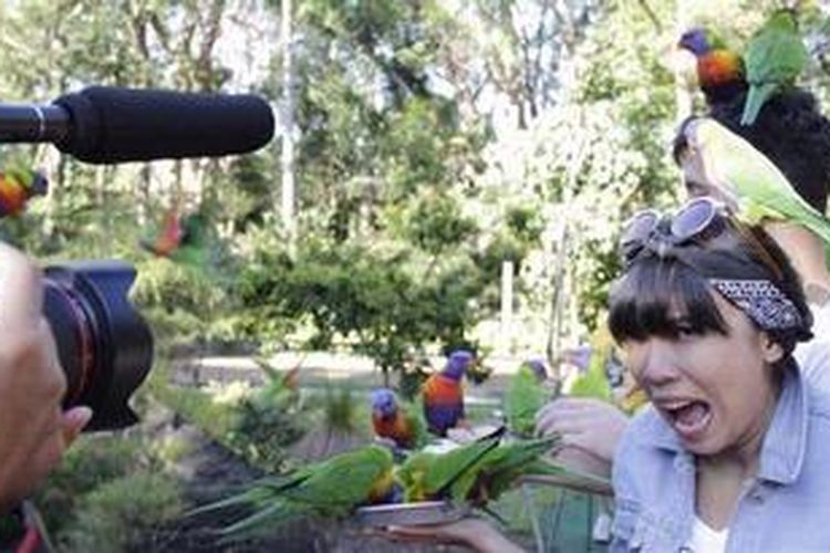 Fitri Tropika menjalani shooting memberi minuman susu kepada burung-burung lorikeet di Currumbin Wildlife Sanctuary, Gold Coast, Queensland Australia, 