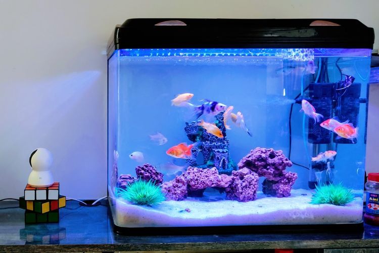 Waspada Gas Bubble Disease pada Ikan Peliharaan, Ini Gejalanya