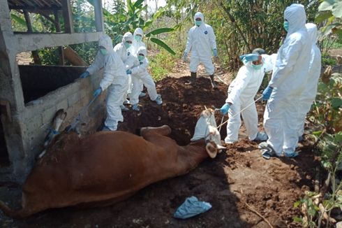 Seekor Sapi Mati Mendadak di Kawasan Endemik Antraks Gunungkidul