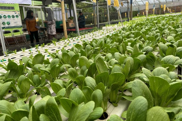 Salah satu kebun sayuran hidroponik milik anggota Komunitas Wadah Sayur Indonesia (WSI) di Solo, Jawa Tengah pada Senin (10/11/2024) sore.