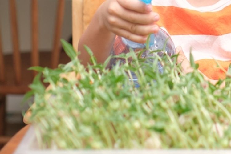 Ilustrasi seorang anak menanam kacang hijau di kapas. 