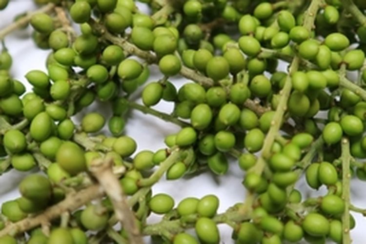 Buah tanaman andaliman