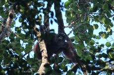 Wehea-Kelay, Tempat Ekowisata dan Rumah Orangutan di Kalimantan Timur