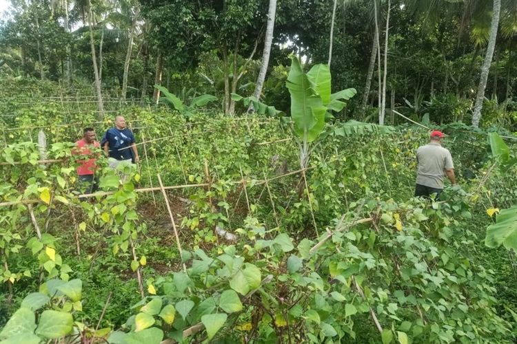 Aparat Polda Lampung memeriksa kebun ganja yang disamarkan dengan tanaman sayur di Lampung Selatan, Sabtu (7/1/2023).